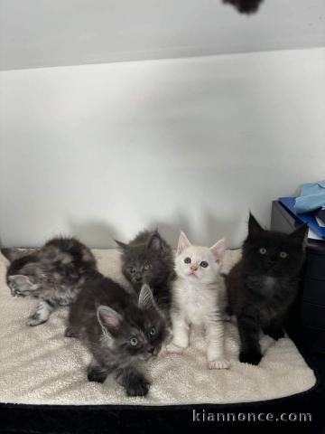 Chaton Maine coon à donner 