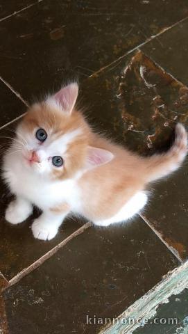 Je donne chaton disponible 