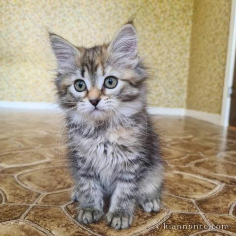 Chaton Maine coon à donner 