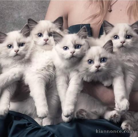 Portée des chatons disponible ragdoll 