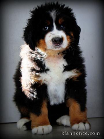Chiots bouvier bernois pour adoption 