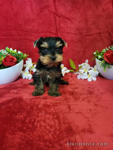 chiots Yorkshire terrier mâle a donner 