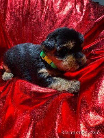 chiots Yorkshire terrier à donner 