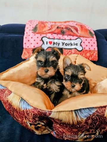 chiots Yorkshire disponible pour adoption 