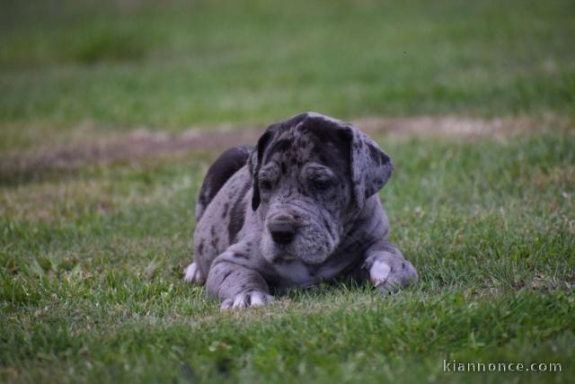 chiots dogue allemand a donner 