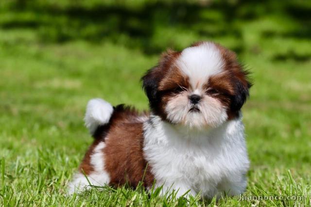 je donne chiot Shih Tzu à donner 