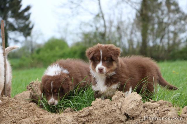 chiots berger australien lof 