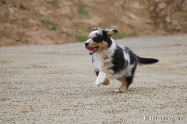 chiots berger australien mâle adorable 