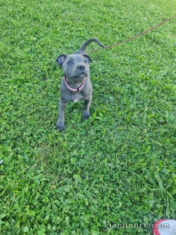 à adopter chiot staffie 