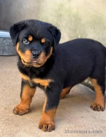 chiots rottweiler à adopter femelle 