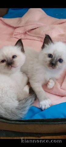 bébé chaton ragdoll a donner 