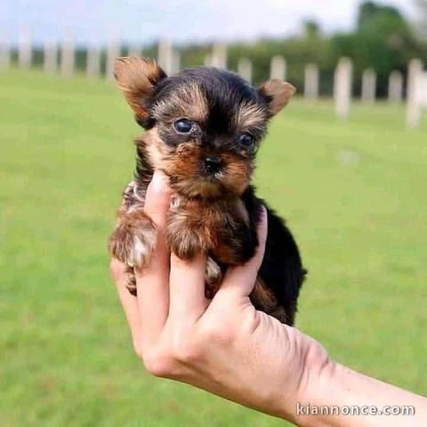 chiots Yorkshire terrier disponible de suite 
