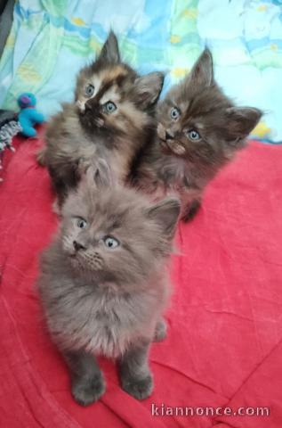 chaton Maine coon adorable disponible 