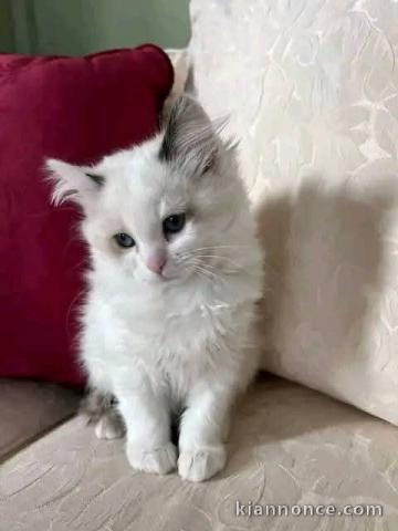 je donne chaton sacré brimanie 