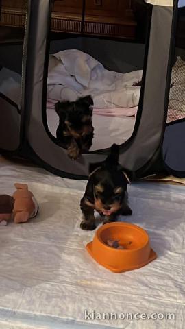 bébé chiot Yorkshire terrier disponible 