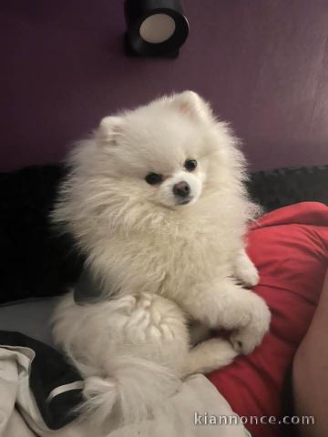 chiots spitz nain Poméranie adorable 