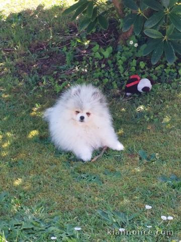 chiots spitz nain disponible pour adoption 