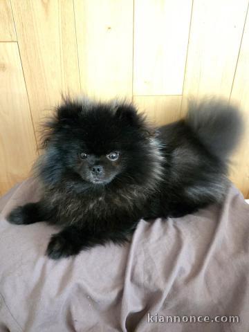 chiots spitz nain noir a donner 