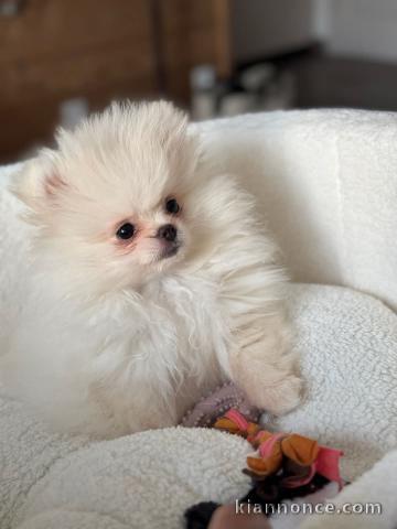 bébé chaton spitz nain a donner 