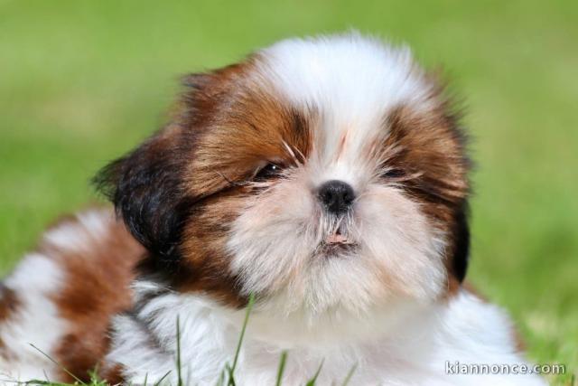 chiots Shih Tzu à donner 