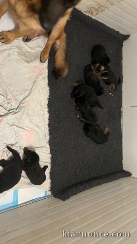 chiots berger allemand a donner contre bon soin 