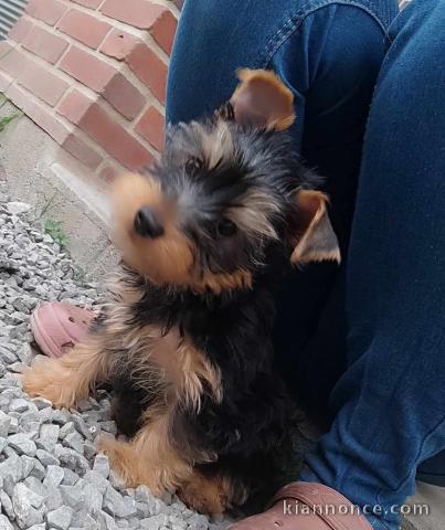 chiots York mâle a donner 