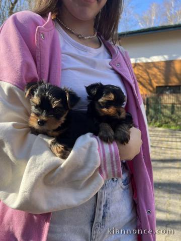 je donne chiot York disponible 