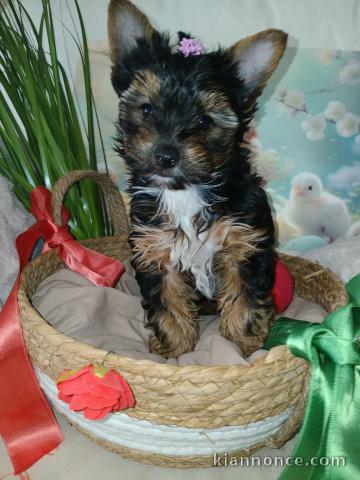 chiots Yorkshire femelle a donner 