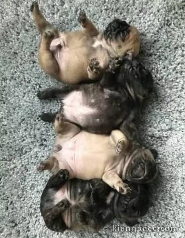 chiots bouledogue français à donner 