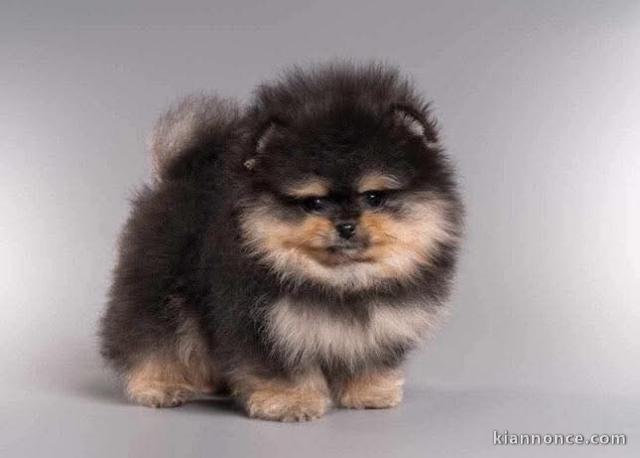 je donne chiot spitz nain disponible 