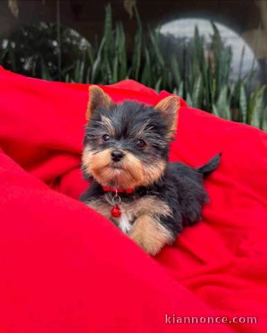 chiots Yorkshire terrier disponible pour adoption 