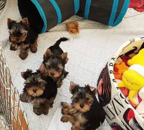 chiots Yorkshire terrier mâle disponible pour adoption 