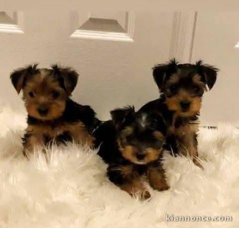 Dons chiot Yorkshire disponible pour adoption 