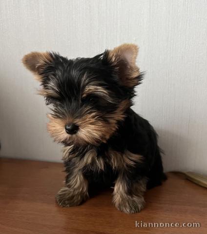 chiot Yorkshire femelle a donner 