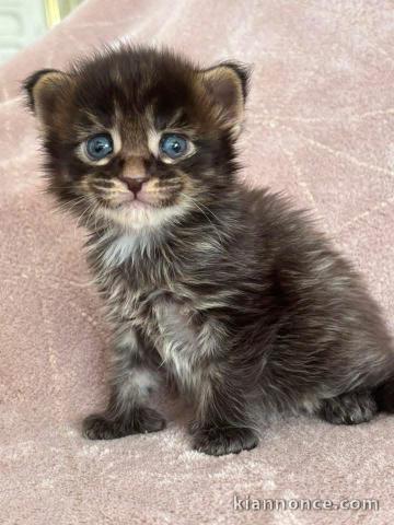 Chatons Maine coon mâles polydactiles