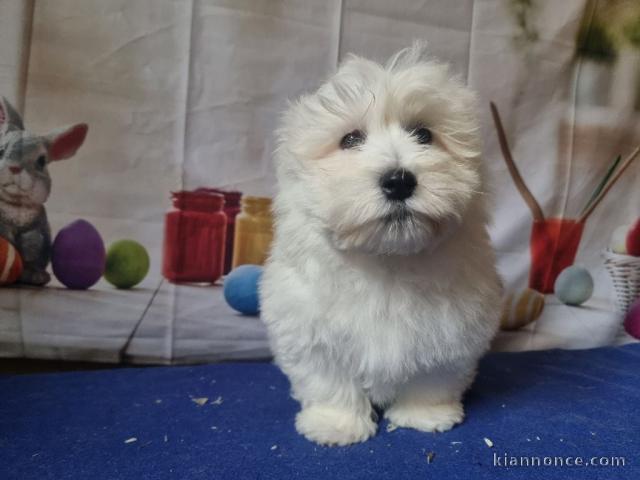 Je donne chiot coton tuléar lof