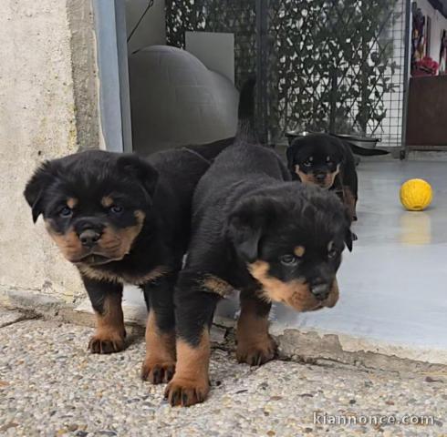 Je donne chiot rottweiler disponible 