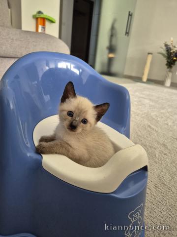 Adopter chaton LOOF mâle 
