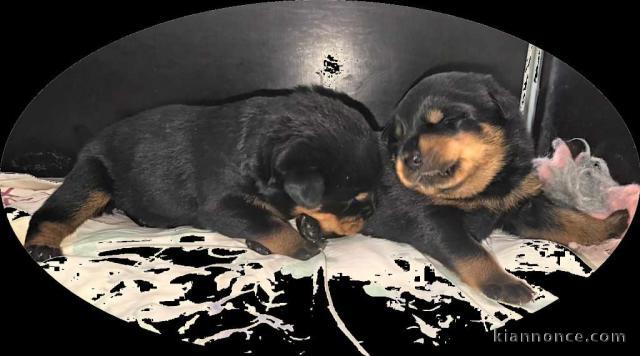 Deux chiots rottweiler à donner 
