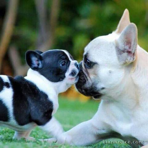chiots bouledogue français à adopter 