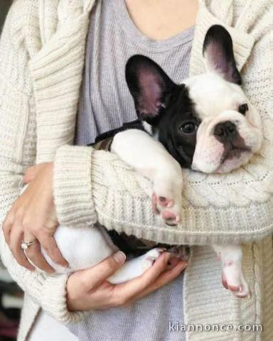 Chiots bouledogue français à adopter 