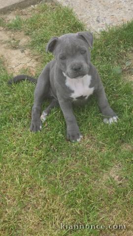 chiot staffie Bleu disponible 