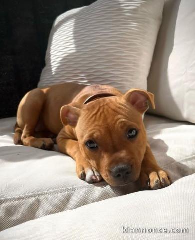 chiots staffie disponible pour adoption 