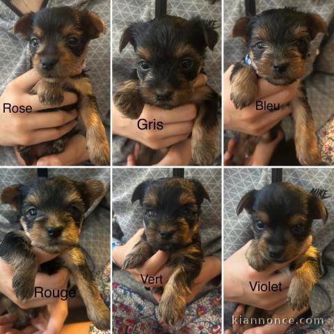 Chiots Yorkshire a donner 