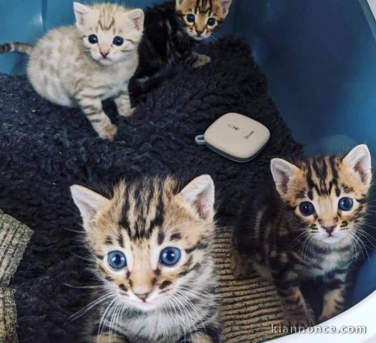 Chaton Bengal a donner 