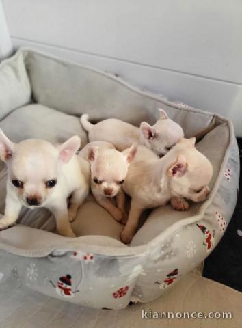 chiots chihuahua à adopter 