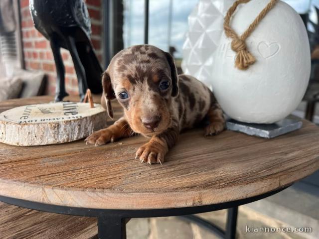 chiot Teckel à adopter 