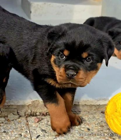 Bébé chiot rottweiler à donner mâle 
