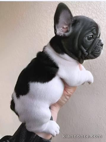 chiots bouledogue français à donner 