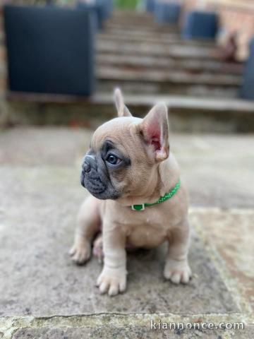 Bébé chiot bouledogue français 
